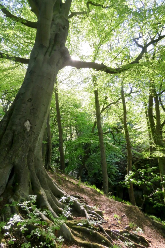 In the woods, 6/5/20