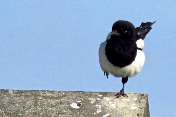 One leg magpie, 20/5/20
