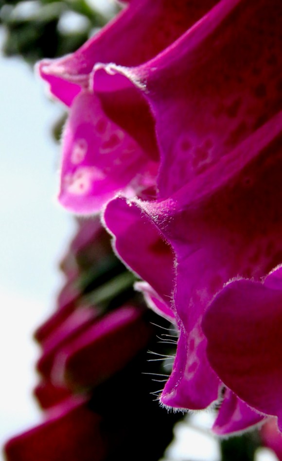 Foxglove, 11/6/20
