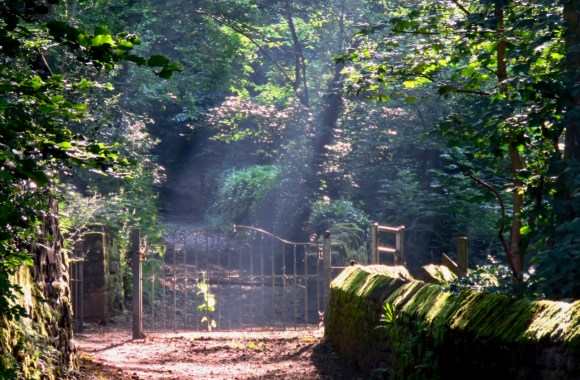 Gate to woods, 25/6/20