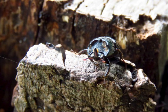 Horned beetle, 15/6/20