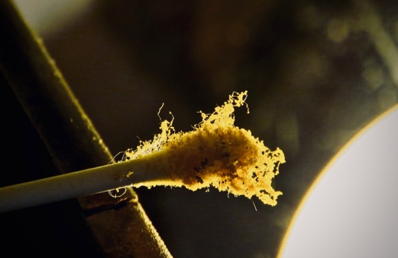 Pumpkin pollen, 29/6/20