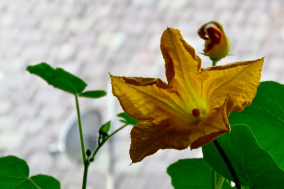 Squash flower, 22/6/20