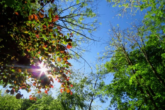 Tree sky sun view, 1/6/20