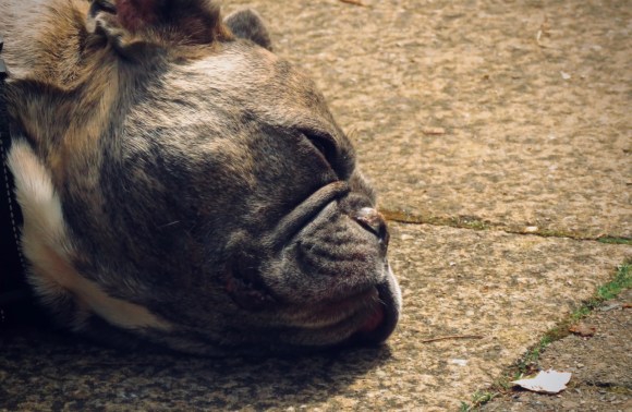 Dog portrait, 12/7/20