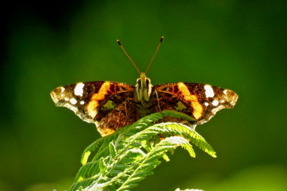 Peacock butterfly, 10/7/20
