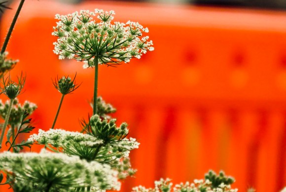 Red and green, 14/7/20