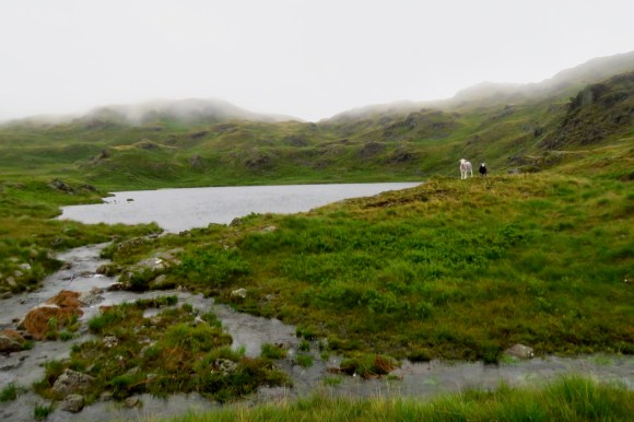 Stony Tarn, 26/7/20