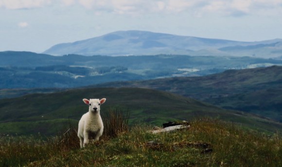 Tragic lamb, 21/7/20