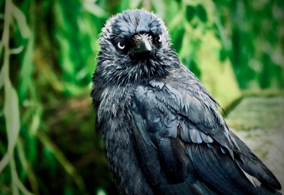 Wet jackdaw, 7/7/20