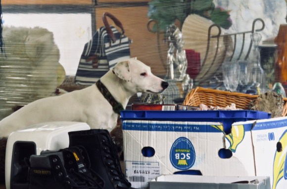 Dog on stall, 14/8/20