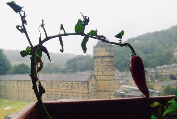 Overburdened chilli, 4/8/20