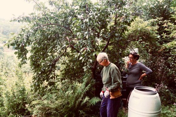 Tree consultation, 9/8/20