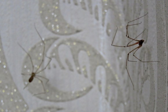 Two daddy longlegs, 12/8/20