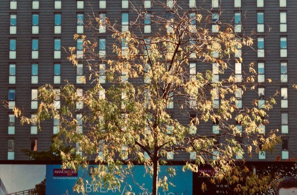 Campus tree, 29/9/20