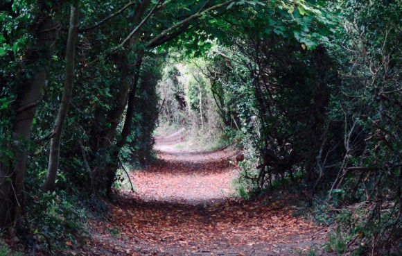 Hedge tunnel, 9/9/20