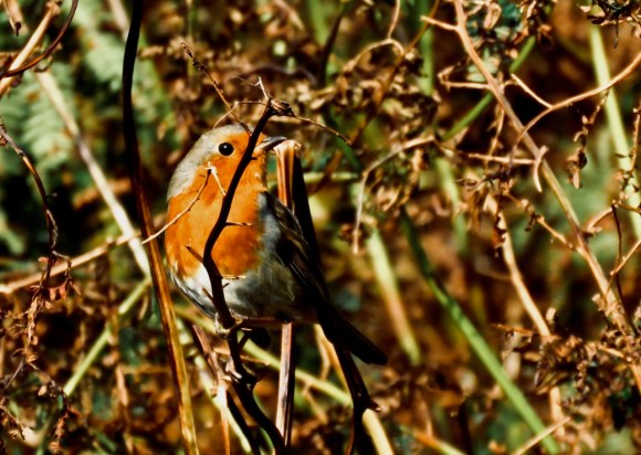 Incognito robin, 14/9/20