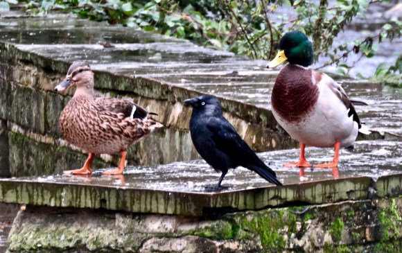 Jackdaw and ducks, 23/9/20