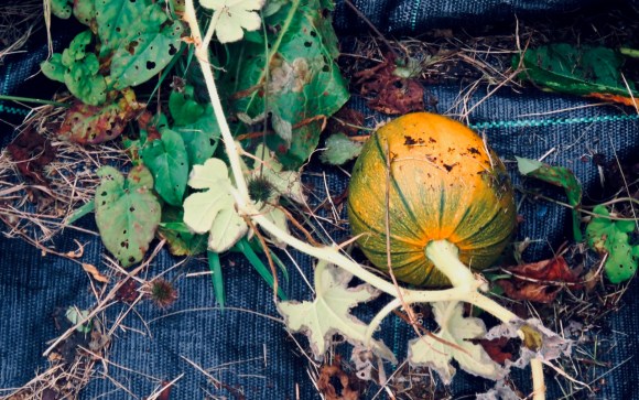 Growing pumpkin, 1/10/20