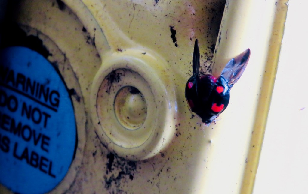 Station ladybird, 14/10/20