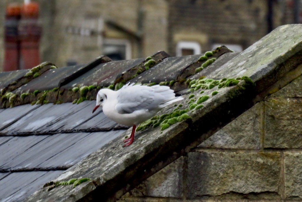 Gull portrait, 27/11/20