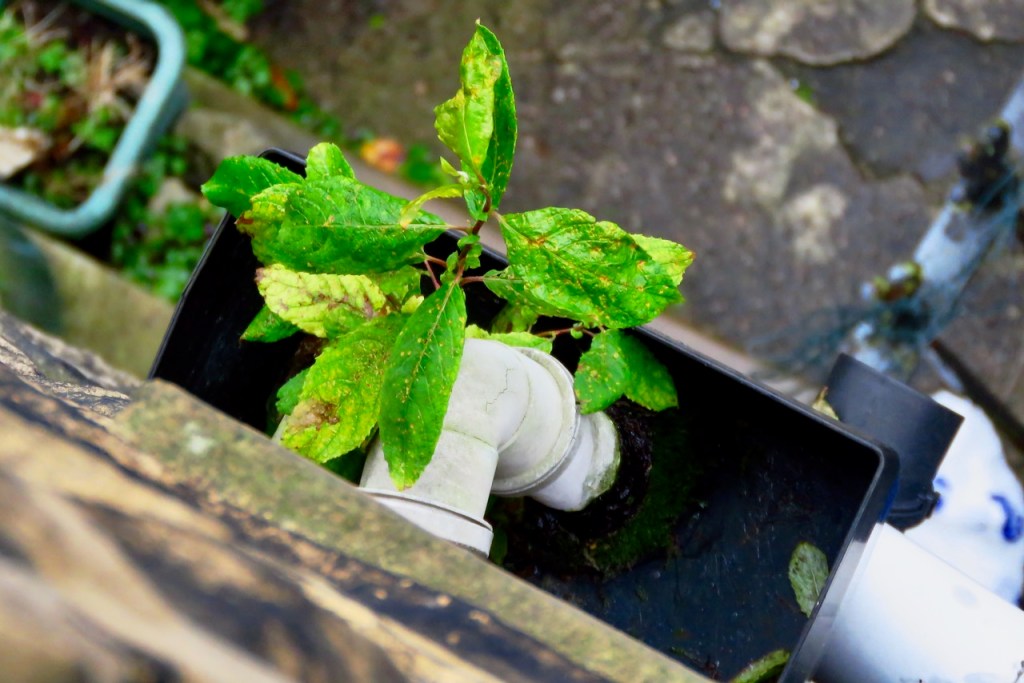 Gutter plant, 8/11/20