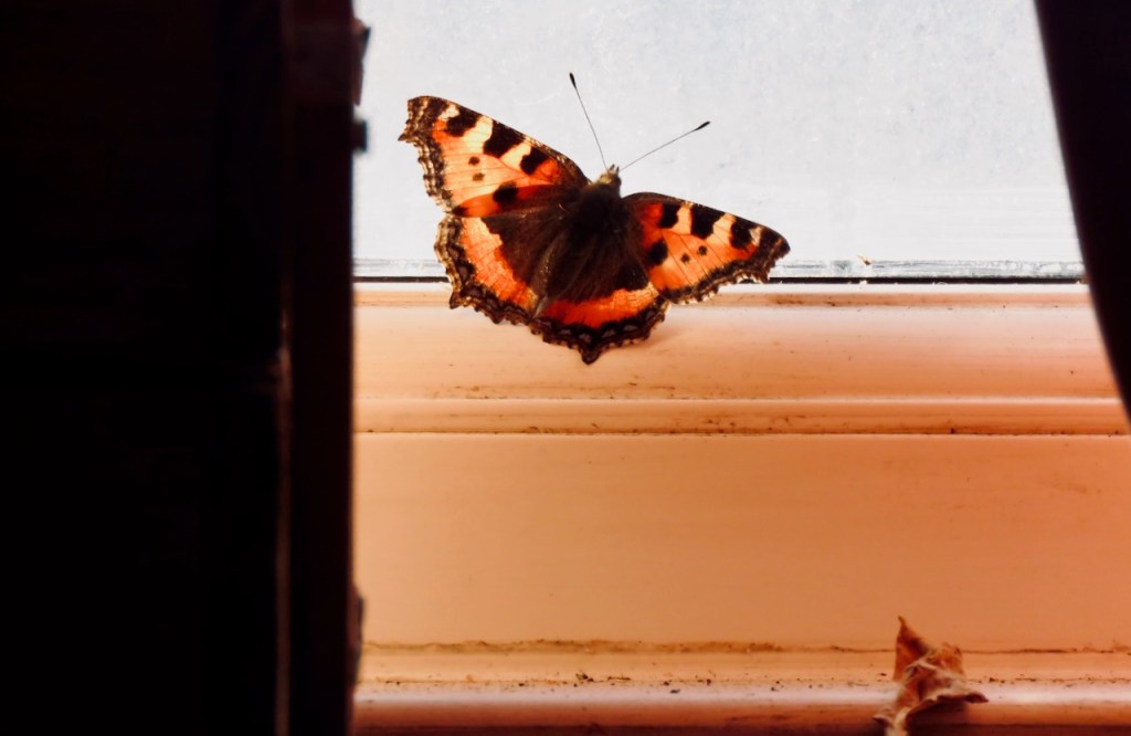 Indoor butterfly, 23/11/20