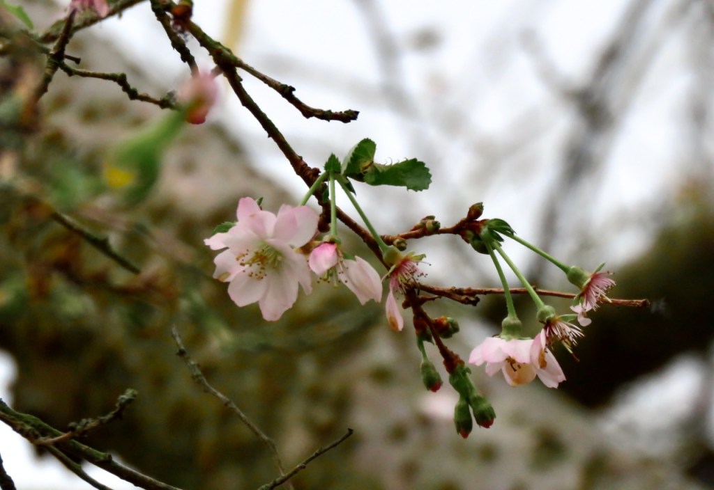 Winter flowering cherry, 11/11/20
