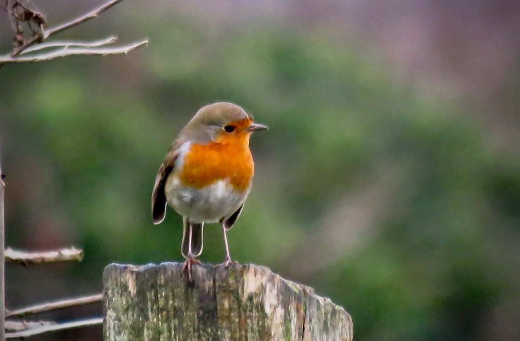 Lunchtime spectator, 23/12/20