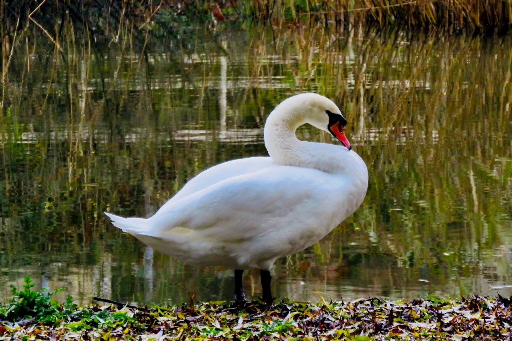 Swan, 10/12/20