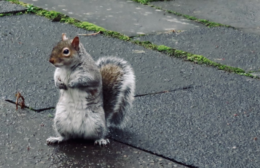 Campus squirrel, 14/1/21