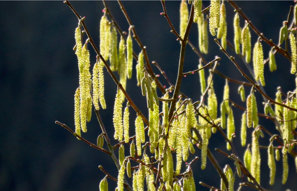 Catkins, 22/2/21