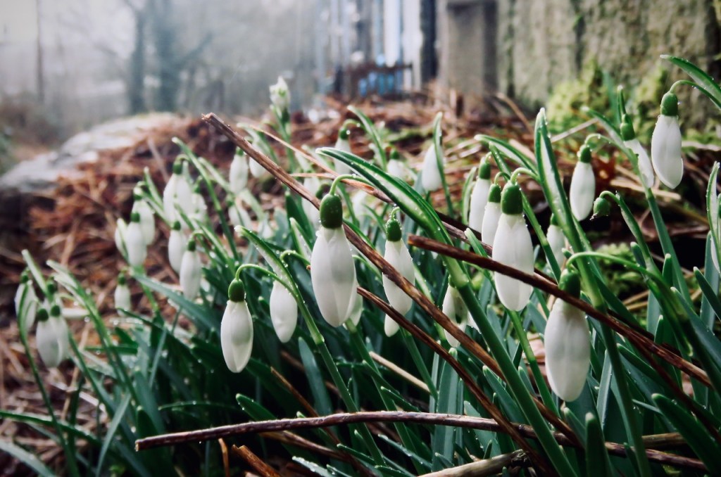 Snowdrops, 18/2/21