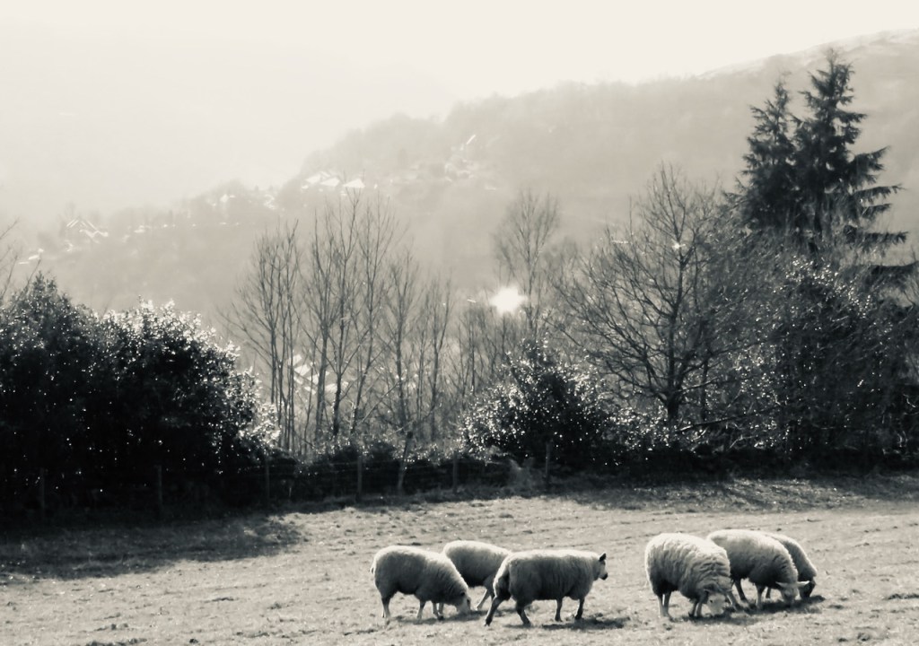 Sheep on hillside, 6/3/21
