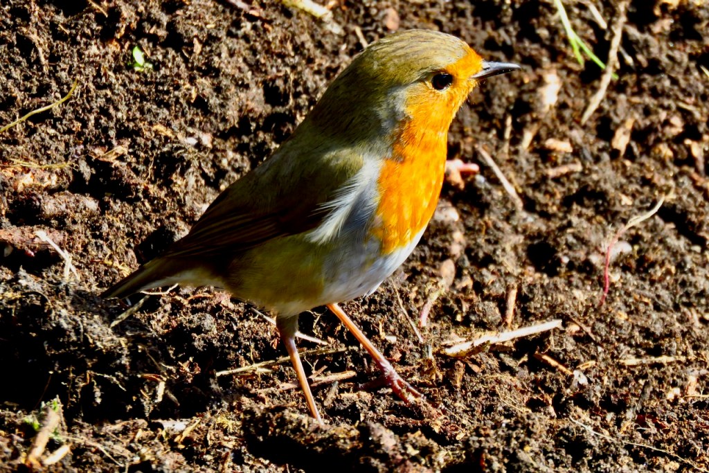 Robin on compost, 2/4/21