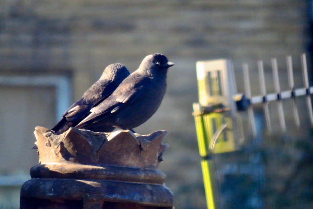 Knowing rook, 12/4/21