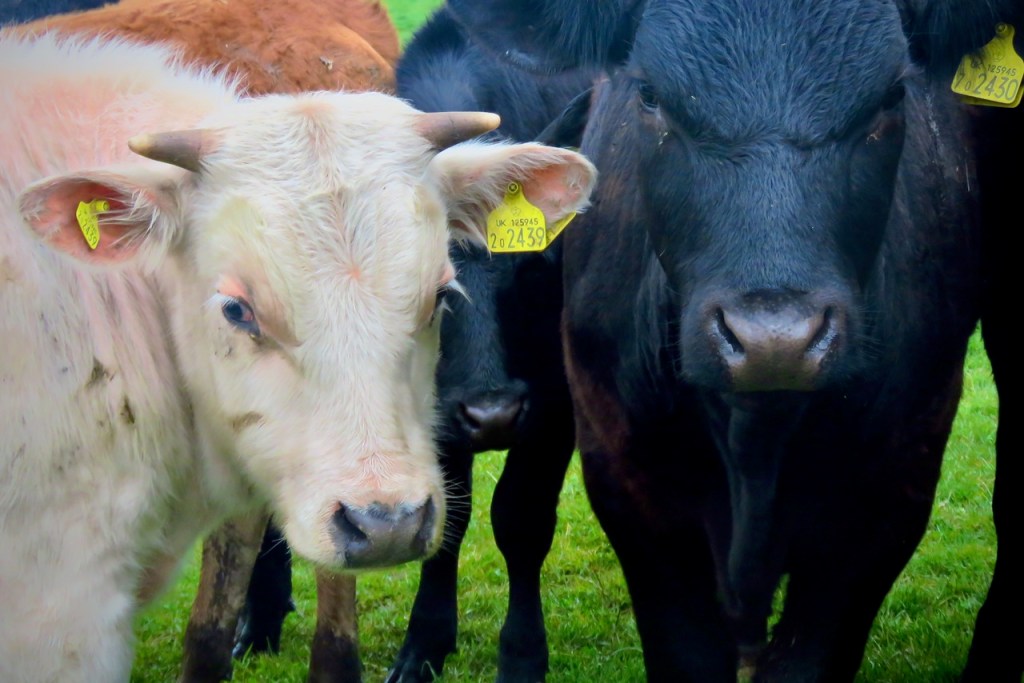 White and black calves, 25/5/21