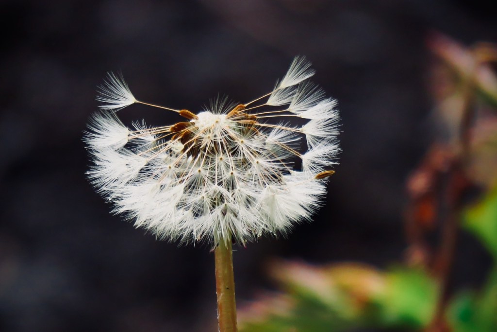 Dandelion clock, 2/5/21