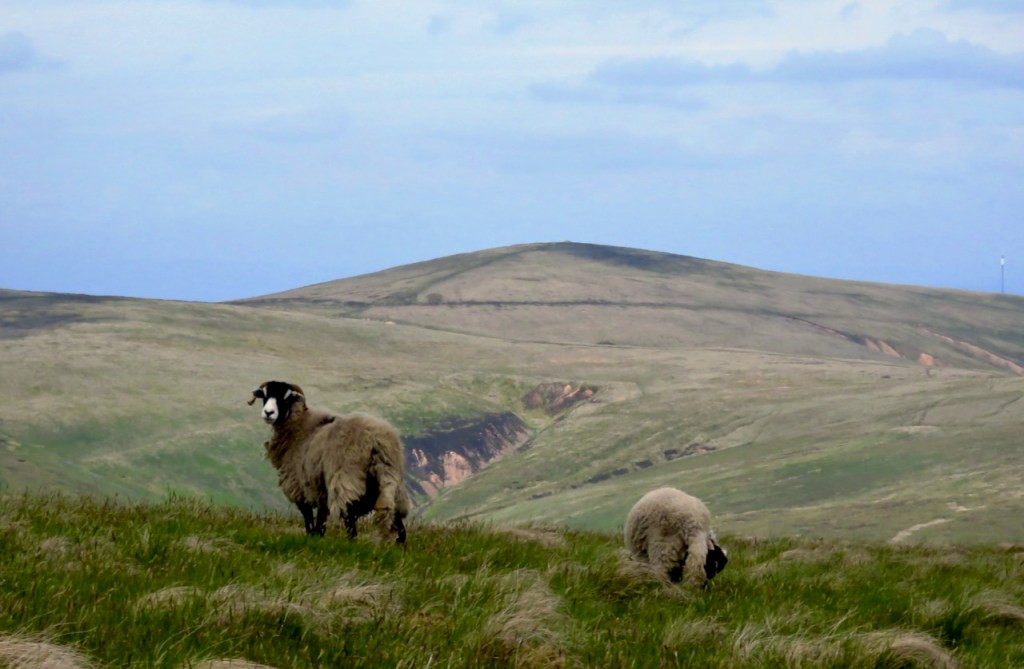 Formal sheep portrait, High Pike, 15/6/21