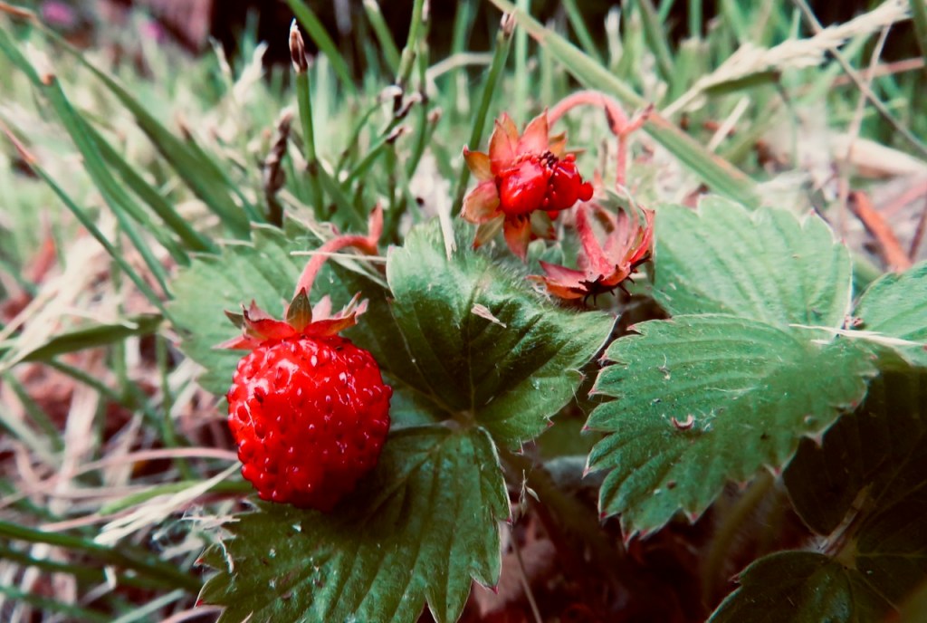 Wild strawberry, 23/6/21