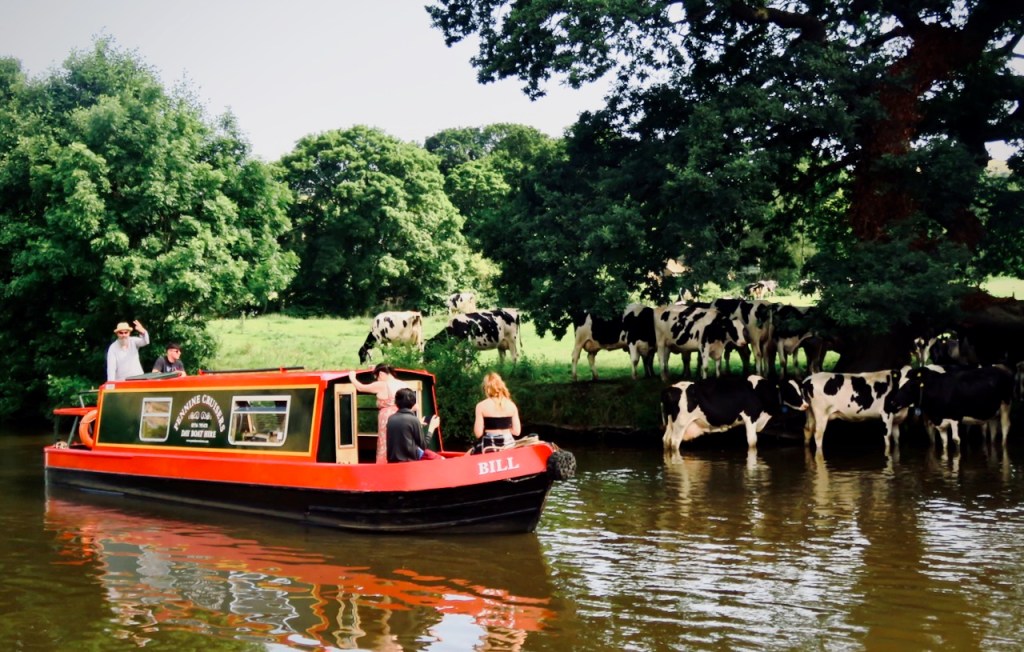 Barge and cows, 18/7/21