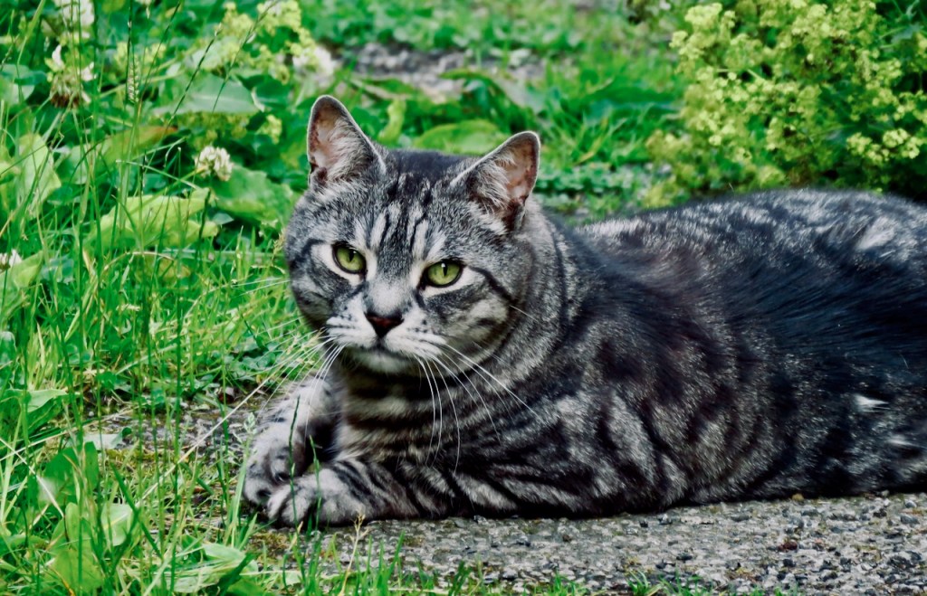 Expensive cat shot, 9/7/21