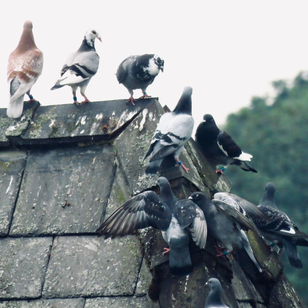 Pigeons on mill, 27/7/21