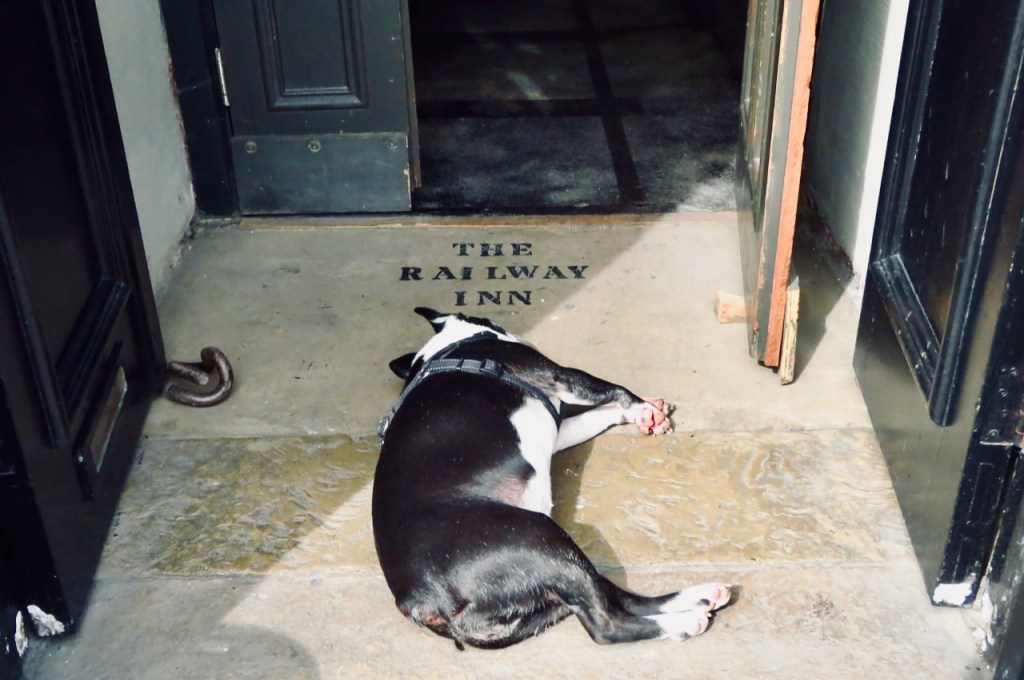 Dog, Railway entrance, 12/8/21