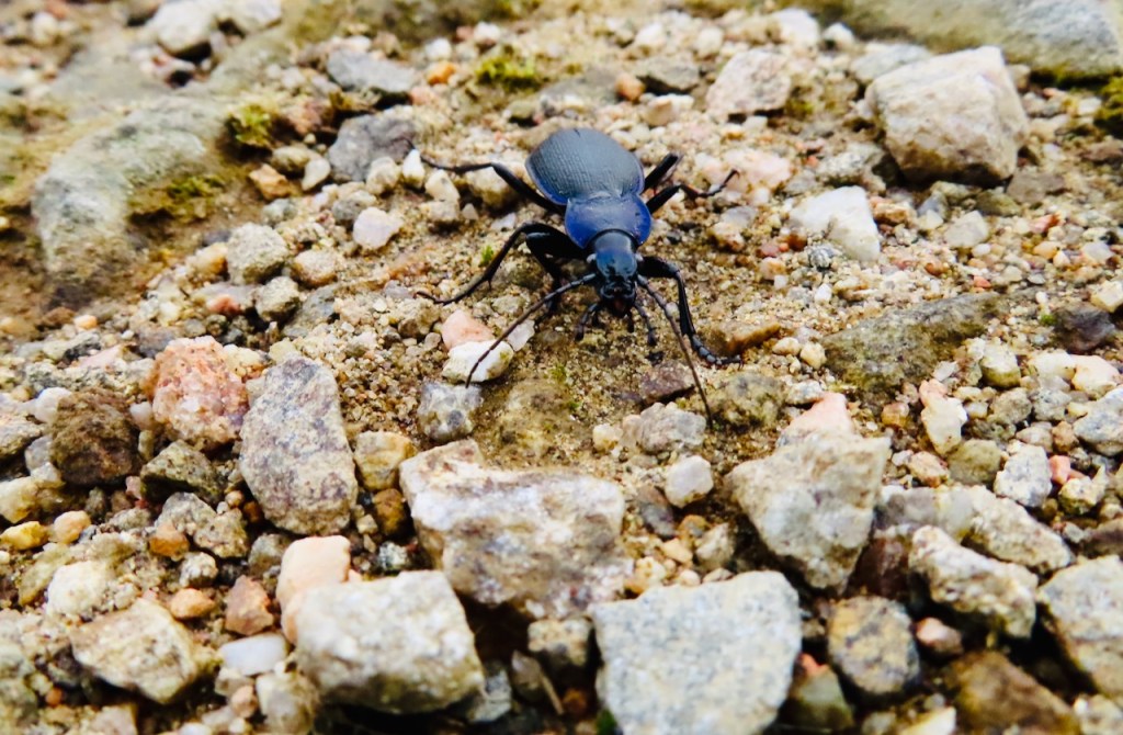 Angry blue beetle, 12/9/21