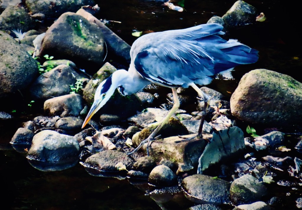 Hunting heron, 27/9/21