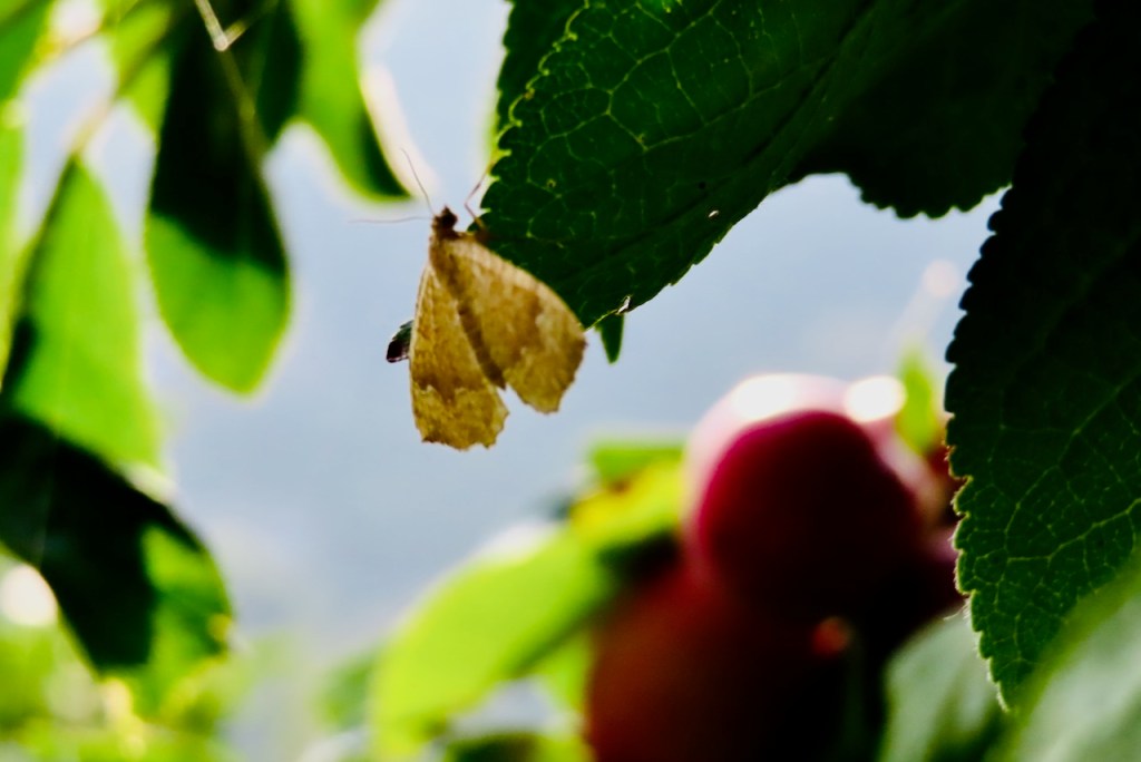 Moth with plums, 6/9/21