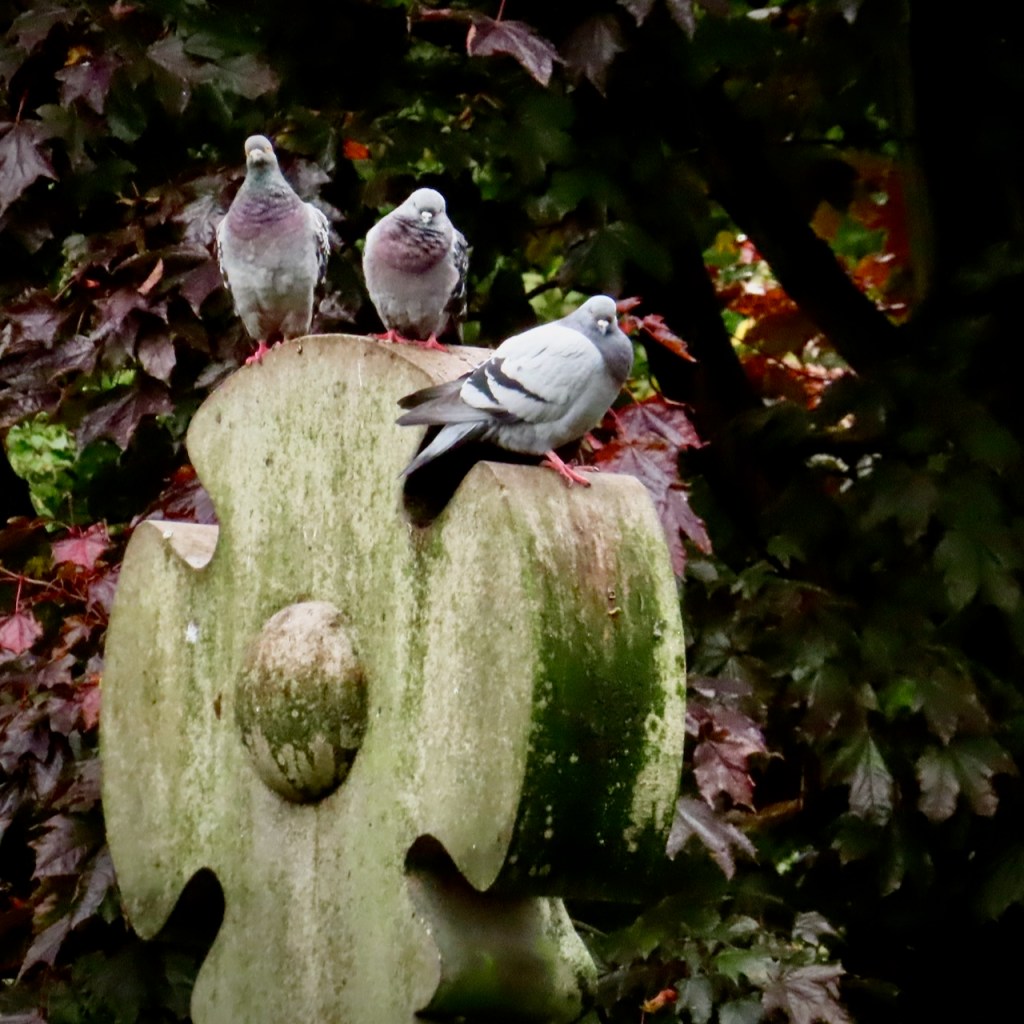 Pigeon bouncers, 19/10/21