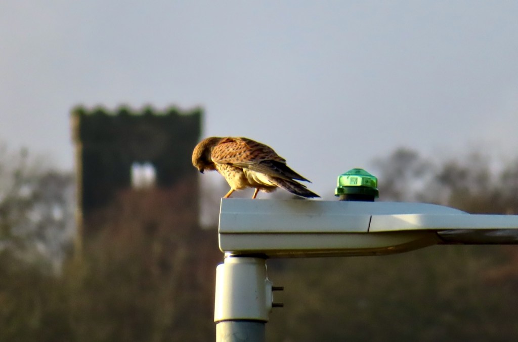 Kestrel, 31/12/21