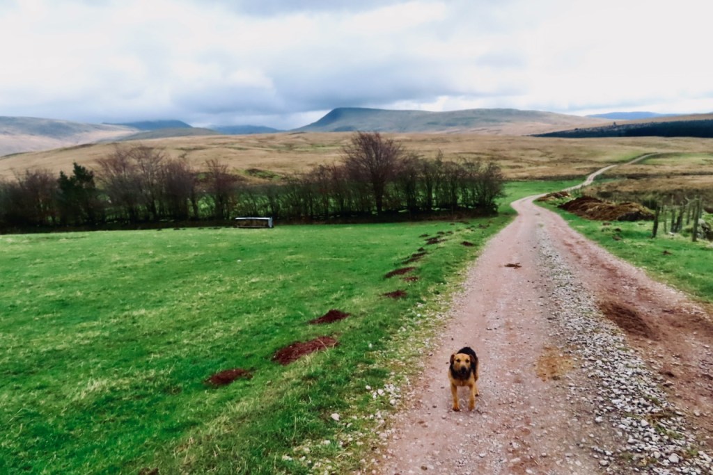 Dog at Scalderskew, 26/2/22